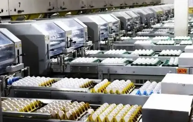 Produção brasileira de ovos deve crescer 5% em 2026