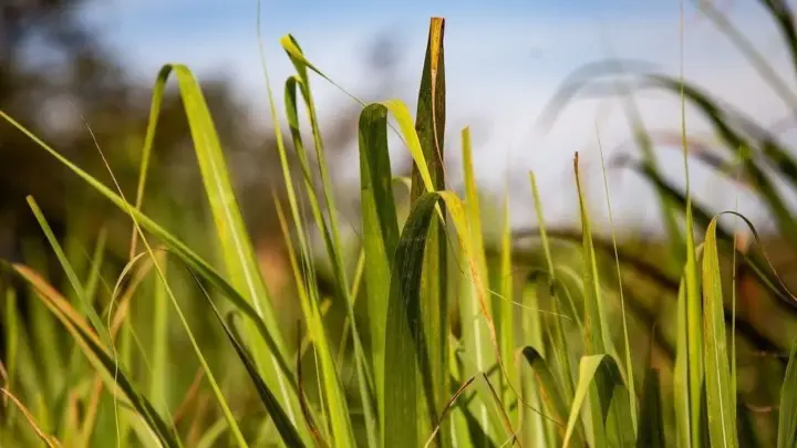 Açúcar sobe em Nova York com preocupações sobre efeitos do El Niño