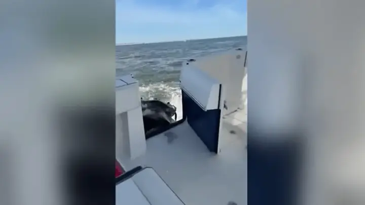Vídeo: Baleia jubarte colide com barco de pesca nos EUA