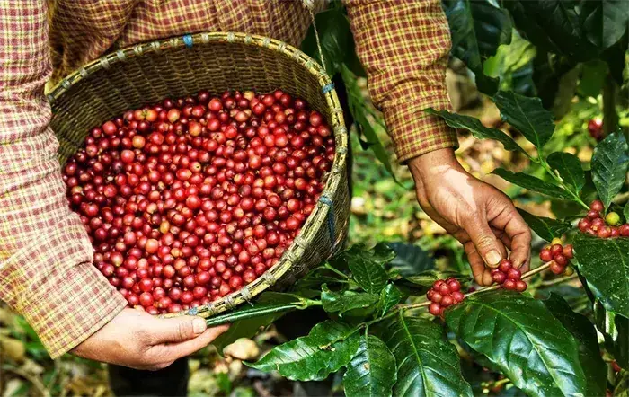 Café arábica avança em Nova York com estoques próximos da mínima histórica