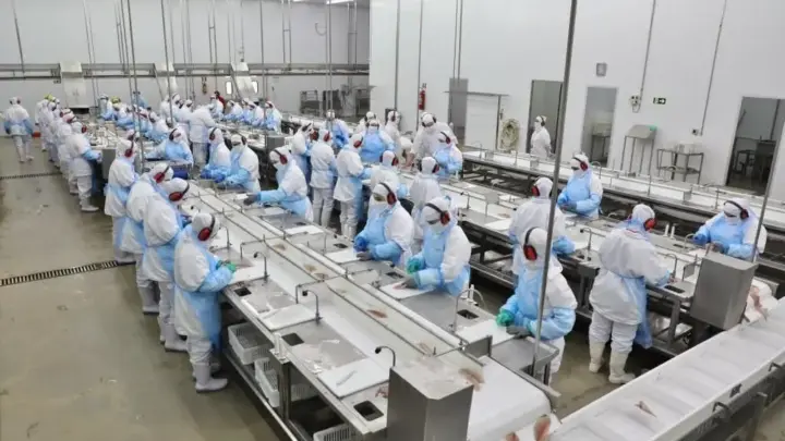 Copacol quer ampliar produção de tilápia para 300 mil por dia em 2027