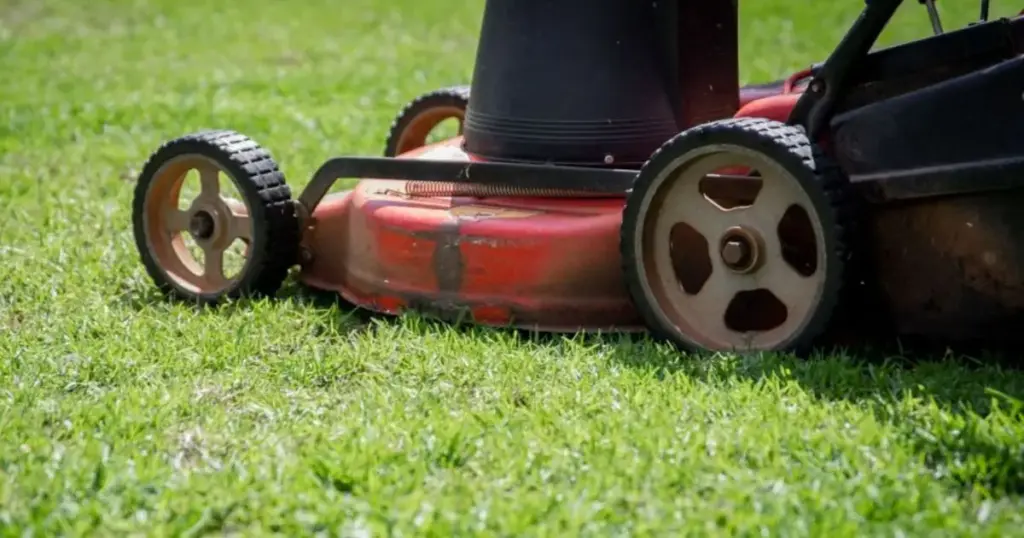 Cortar a grama muito curta na primavera pode matar o jardim: veja a altura ideal
