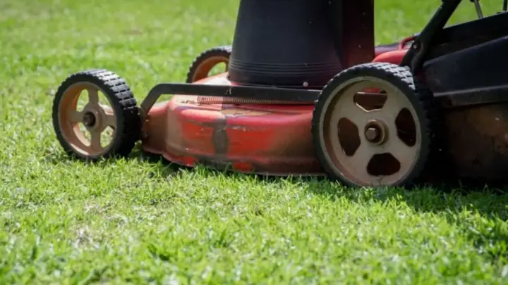 Cortar a grama muito curta na primavera pode matar o jardim: veja a altura ideal