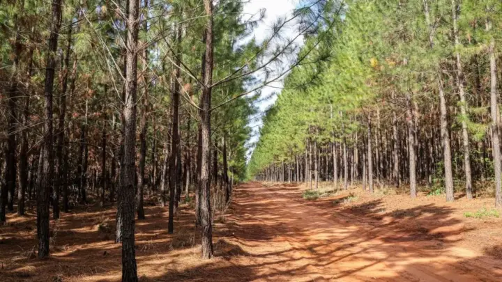 Bioenergia ganha espaço e reforça potencial da indústria de base florestal
