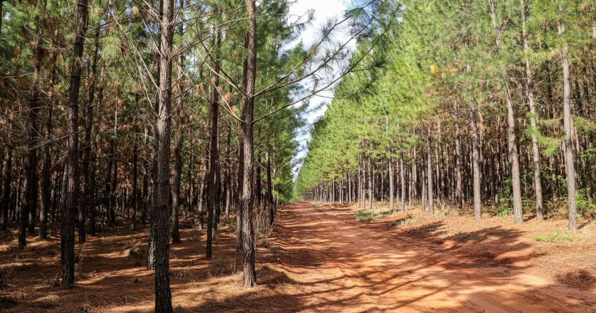 Bioenergia ganha espaço e reforça potencial da indústria de base florestal