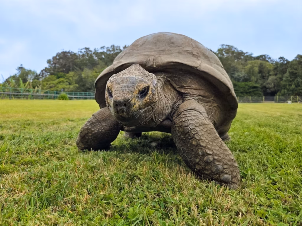 Tartaruga de 194 anos pode ajudar os humanos a viverem mais tempo