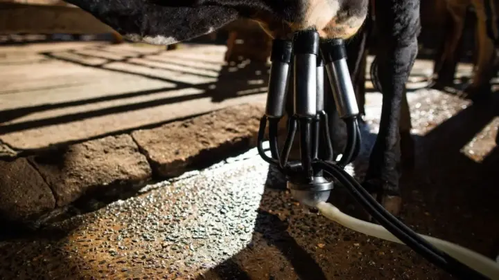 Danone investe em alimentos proteicos e aposta em agricultura regenerativa