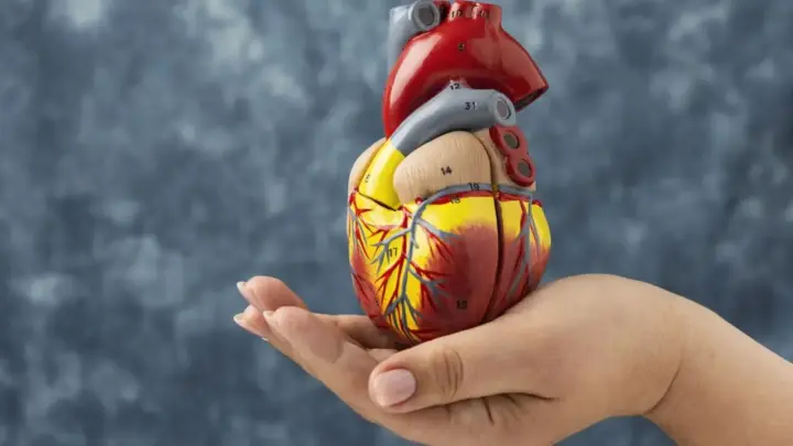 Doenças cardiovasculares resultam em um óbito a cada 72 segundos no Brasil
