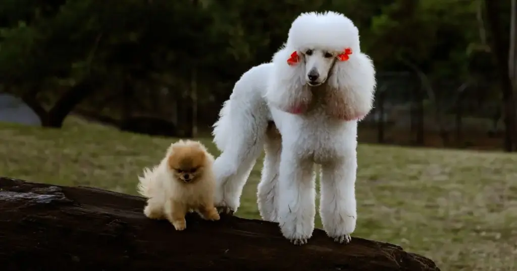 Quer um cachorro que vive mais? Novo estudo sugere que cadelas de porte pequeno envelhecem mais lentamente e são menos afetadas por doenças da idade