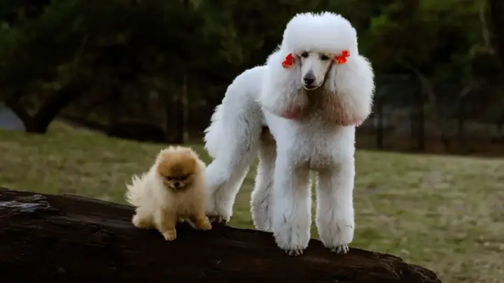 Quer um cachorro que vive mais? Novo estudo sugere que cadelas de porte pequeno envelhecem mais lentamente e são menos afetadas por doenças da idade