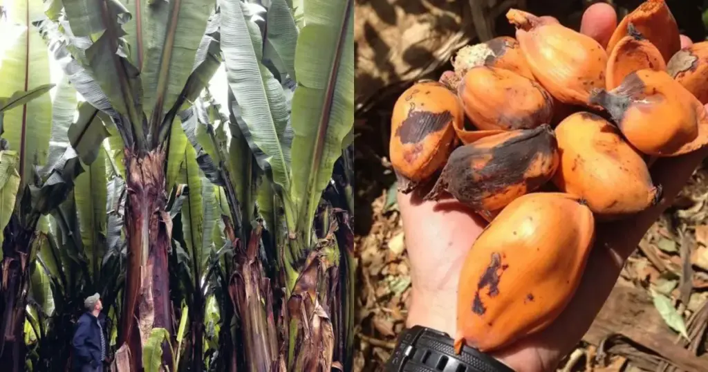 Parece uma banana gigante, mas seu fruto é intragável: a “planta milagrosa” que passa anos debaixo da terra e pode salvar milhões da fome