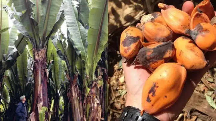 Parece uma banana gigante, mas seu fruto é intragável: a “planta milagrosa” que passa anos debaixo da terra e pode salvar milhões da fome
