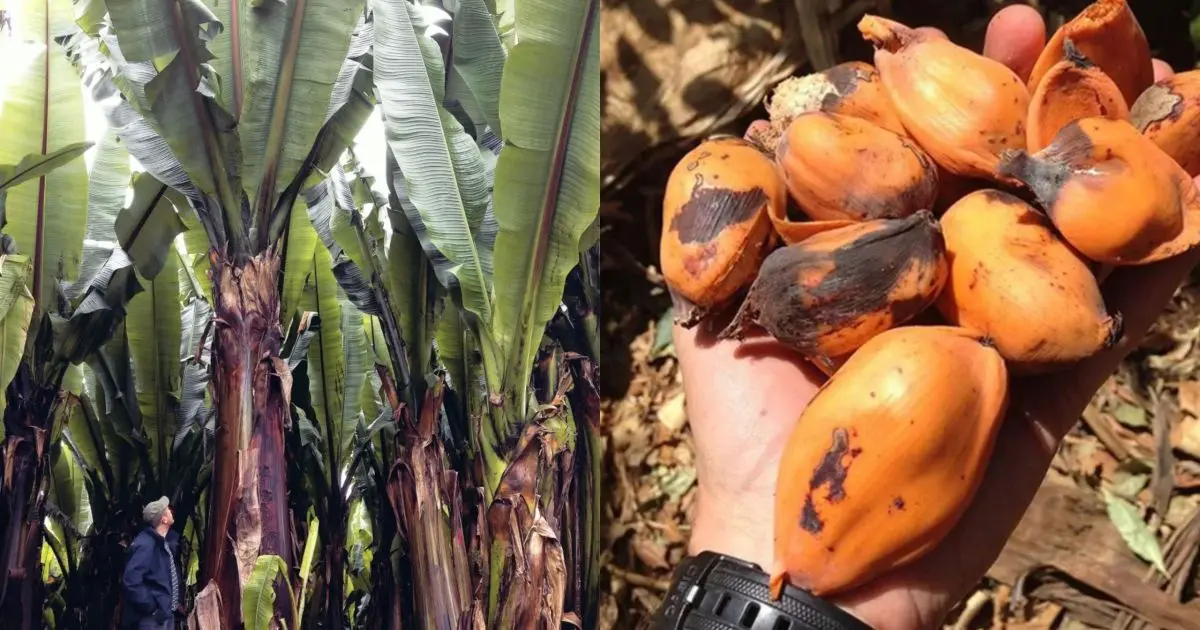 Parece uma banana gigante, mas seu fruto é intragável: a “planta milagrosa” que passa anos debaixo da terra e pode salvar milhões da fome