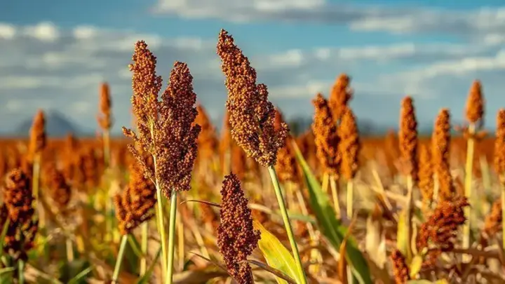 Cerveja de sorgo abre caminho para novos usos do grão no Brasil