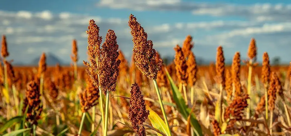 Cerveja de sorgo abre caminho para novos usos do grão no Brasil