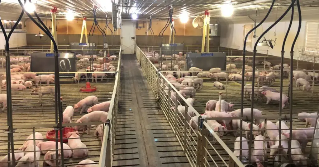 Exportações de carne suína chegam a 1,2 milhão de toneladas até setembro
