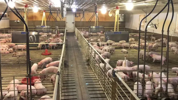 Exportações de carne suína chegam a 1,2 milhão de toneladas até setembro