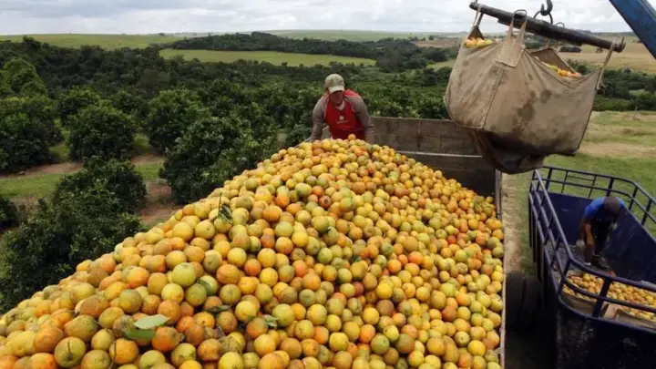 Preço da laranja industrial cai e reduz poder de compra para fertilizantes