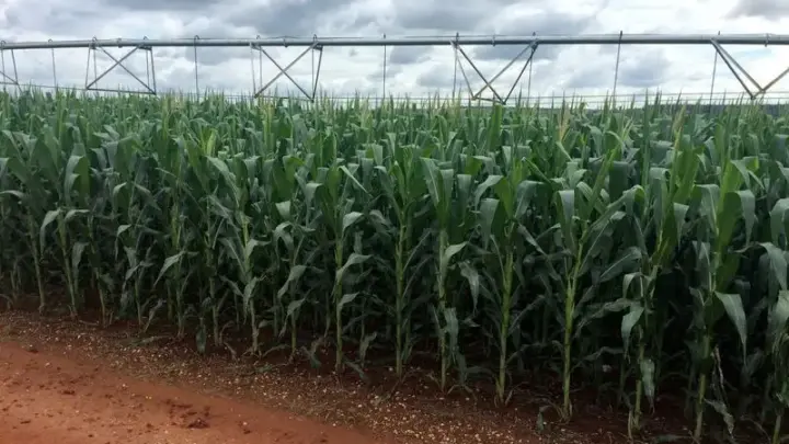 Produção de milho no Brasil deve ser recorde em 2026/27