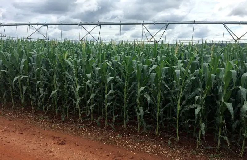 Produção de milho no Brasil deve ser recorde em 2026/27