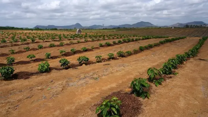 Exportação de café verde do Brasil atinge maior nível em 20 meses