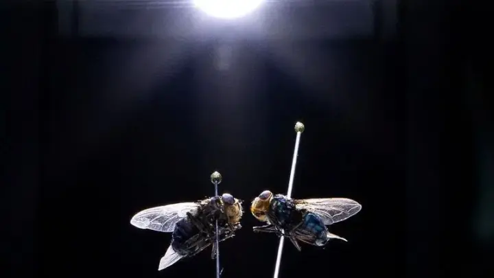 Estados Unidos confirmam primeiro caso de mosca-bicheira no Arizona