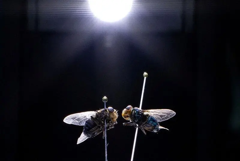 Estados Unidos confirmam primeiro caso de mosca-bicheira no Arizona