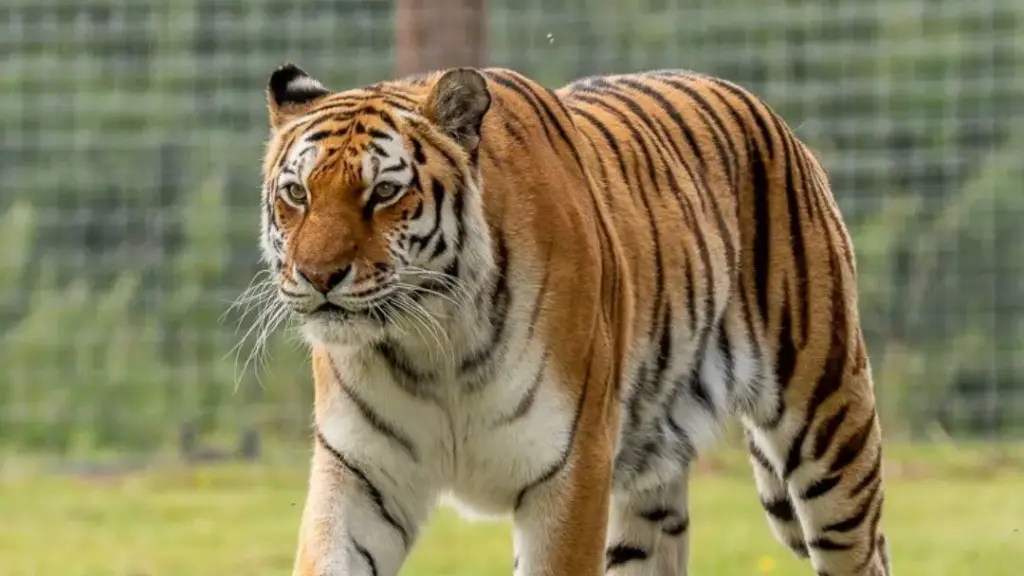 Homem fica gravemente ferido após pular em recinto de tigres no Reino Unido