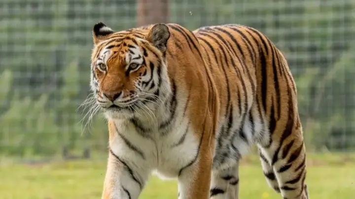 Homem fica gravemente ferido após pular em recinto de tigres no Reino Unido